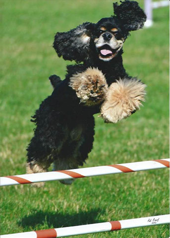 agility, dog training, enticeing agility